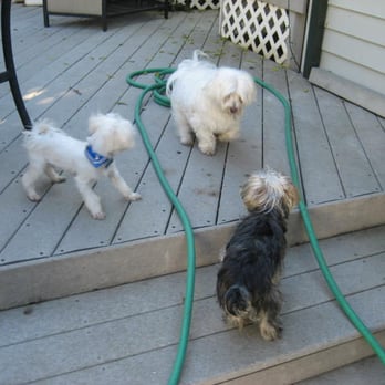 Paws Penthouse - Pet Sitting Near Me - Sherman Oaks, California Paws Penthouse - Pet Sitting Near Me - Sherman Oaks, California