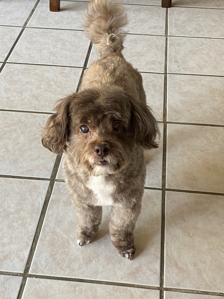 MVP MOST VALUABLE POOCH MOBILE PET GROOMING 37 Photos & 18 Reviews