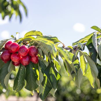 U Pick Orchards - 🍒U-Pick Orchards🍒 - Pick Your Own Farms Near Me - Gilroy, California U Pick Orchards - 🍒U-Pick Orchards🍒 - Pick Your Own Farms Near Me - Gilroy, California