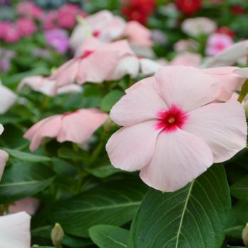 Calloway's Nursery - Cora Vinca - Nurseries & Gardening Near Me - Arlington, Texas