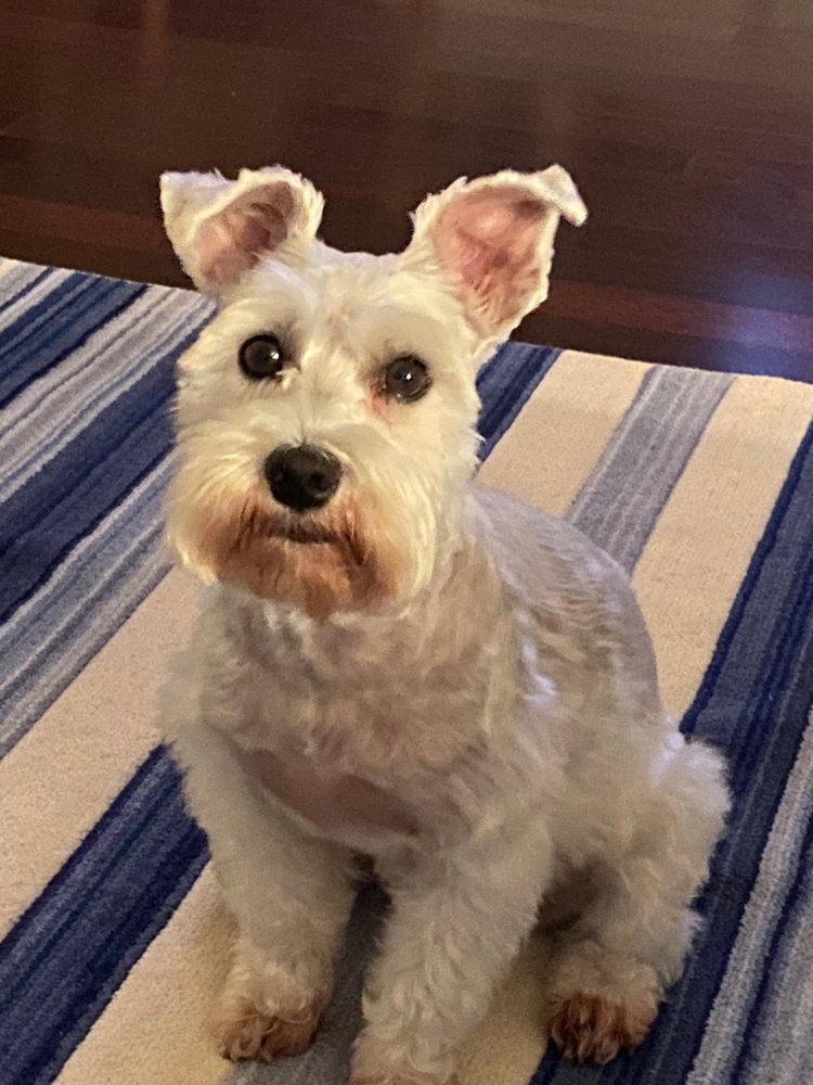 BEACHSIDE DOG SPA Updated October 2024 10 Photos 4883 N Hwy A1A