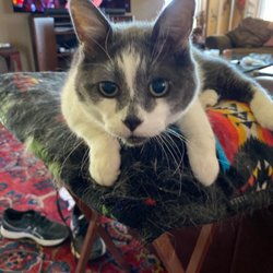 Missoula Veterinary Clinic - Miss Fiona feeling much better after our visit!