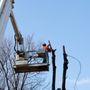 Photo of Affordable Tree Services