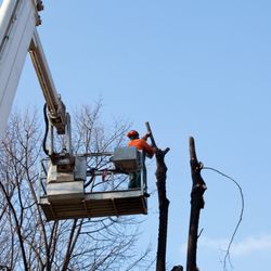 Affordable Tree Services