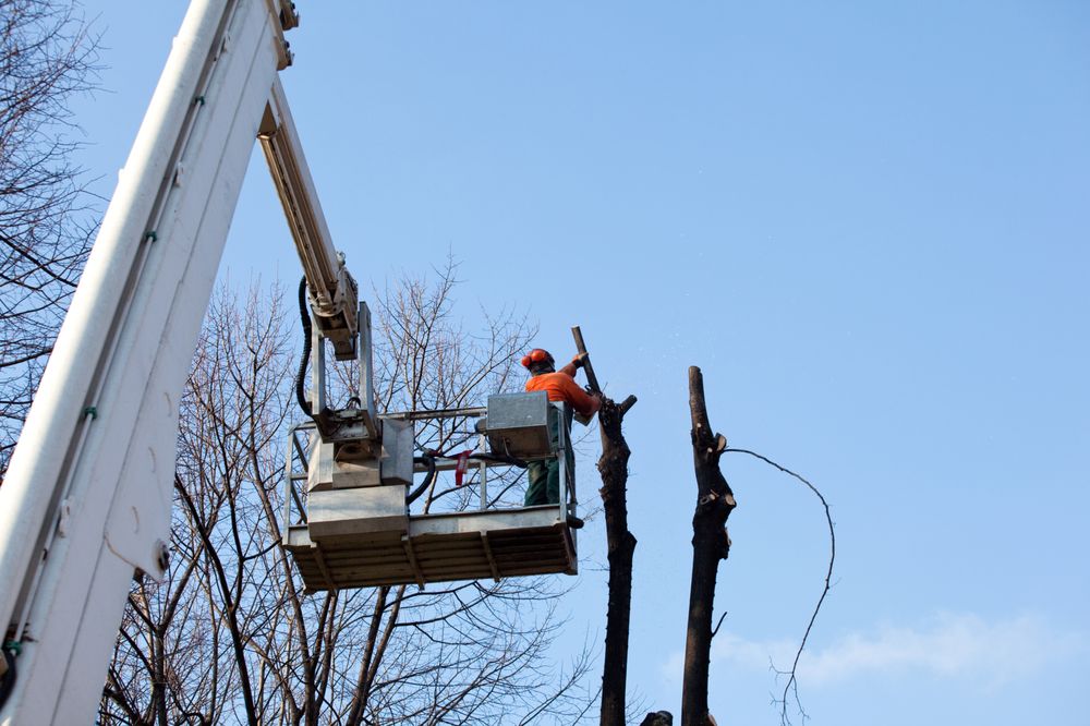 Affordable Tree Services - tree service in Missoula, MT