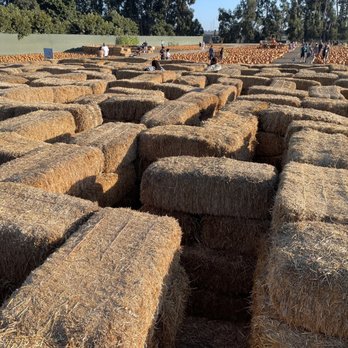 McGrath Brothers Great Pacific Pumpkins - Hay maze - Pumpkin Patches Near Me - Ventura, California McGrath Brothers Great Pacific Pumpkins - Hay maze - Pumpkin Patches Near Me - Ventura, California