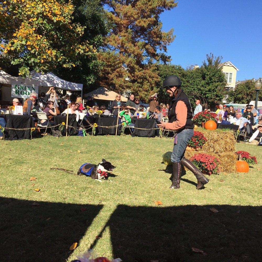 Harbor Town Dog Show - Festivals Near Me - Memphis, Tennessee