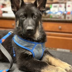 Carman Avenue Veterinary Hospital - German Shepherd (3 months)