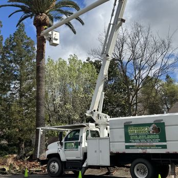 Navarijo’s tree service - Tree Services Near Me - Wilton , California Navarijo’s tree service - Tree Services Near Me - Wilton , California
