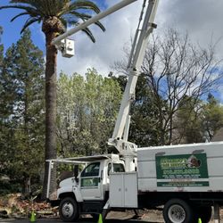 Navarijo’s tree service