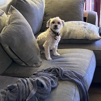 Bow Wow Salon - My love - Pet Sitting Near Me - North Arlington, New Jersey Bow Wow Salon - My love - Pet Sitting Near Me - North Arlington, New Jersey