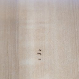 ANTS EVERYWHERE ANTS EVERYWHERE