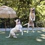 Photo of Club K9