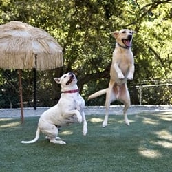 Club K9 - Jumping for joy at Club K9