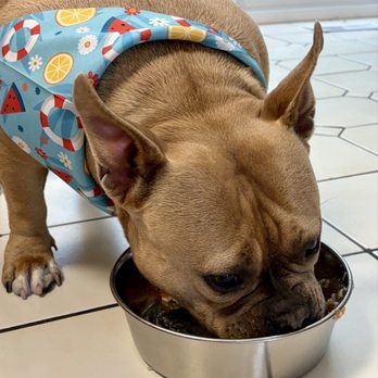 Lucky Bites - My dog eating all of her pup cup at home - Poke Near Me - Bellevue, Pennsylvania