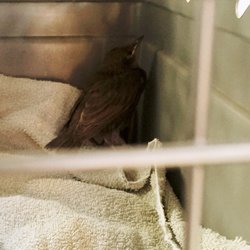 Stanislaus Wildlife Care Center - The injured juvenile Starling we brought in last year! He was a talker!