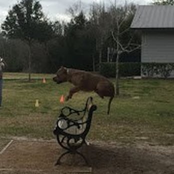 Total Control K9 College - Pet Training Near Me - Houston, Texas Total Control K9 College - Pet Training Near Me - Houston, Texas