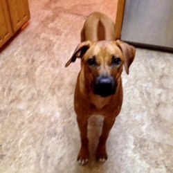 Animal Hospital of Denison - ~09-16-22~RIP GRANDdog Neri ~ Miss you big boy!