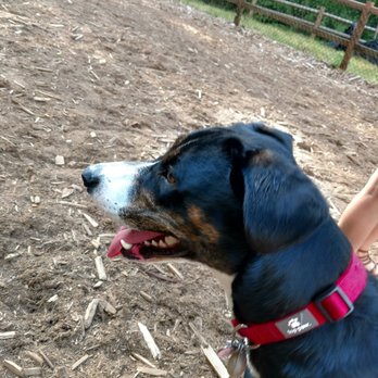 Jasper's Dog Park - Dog Parks Near Me - Kirkland, Washington