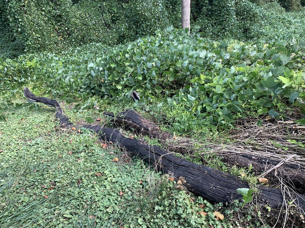 SG Tree service - tree service in Lenoir City, TN