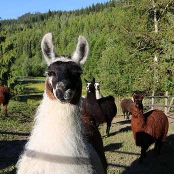 Llama Sanctuary - Rescued llamas at The Llama Sanctuary, near Chase, BC - Animal Shelters Near Me - Tappen, British Columbia