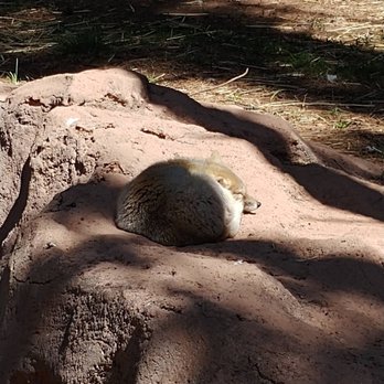 Bearizona - Fox - Zoos Near Me - Williams, Arizona