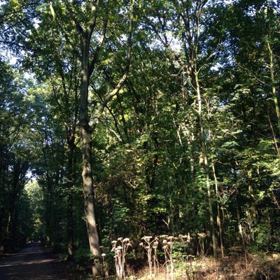 Het Amsterdamse Bos by null