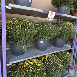 Ocean State Job Lot - Mums!