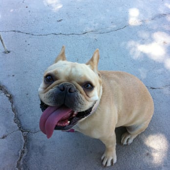 Safe Doggy Pet Sitting - Pet Sitting Near Me - Las Vegas, Nevada Safe Doggy Pet Sitting - Pet Sitting Near Me - Las Vegas, Nevada
