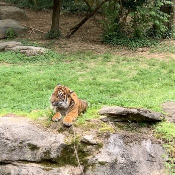 Nashville Zoo - Zoos Near Me - Nashville, Tennessee Nashville Zoo - Zoos Near Me - Nashville, Tennessee
