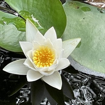 Atlanta Botanical Garden - Botanical Gardens Near Me - Gainesville, Georgia