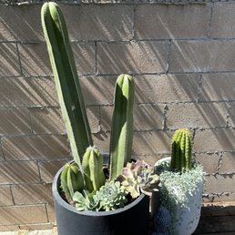 Cactus transplanted to pots from front yard. Cactus transplanted to pots from front yard.