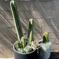 Tavite's Tree Service - Cactus transplanted to pots from front yard.