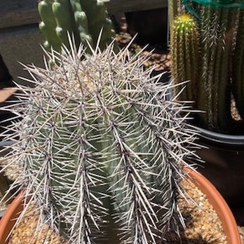 California Cactus Center - Saguaro Cactus - Nurseries & Gardening Near Me - Pasadena, California California Cactus Center - Saguaro Cactus - Nurseries & Gardening Near Me - Pasadena, California