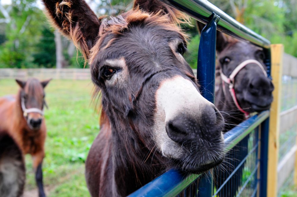 MUDDY PAWS FARM RESCUE Updated July 2024 17 Retreat Rd, Southampton