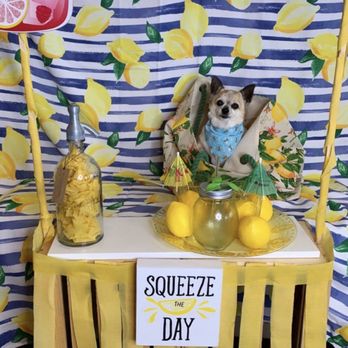 Pro Pet Club - Pet Groomers Near Me - La Habra, California