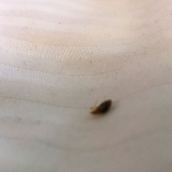 Knights Inn Bracebridge - Bed bugs! - Hotels Near Me - Bracebridge, Ontario Knights Inn Bracebridge - Bed bugs! - Hotels Near Me - Bracebridge, Ontario