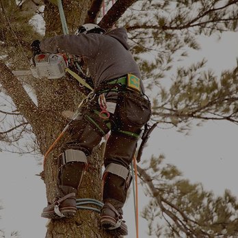 Tony's Tree Care - Tree Services Near Me - Bolingbrook, Illinois Tony's Tree Care - Tree Services Near Me - Bolingbrook, Illinois
