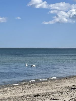 Inkwell Beach by null