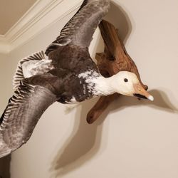 Just Birds - Blue goose