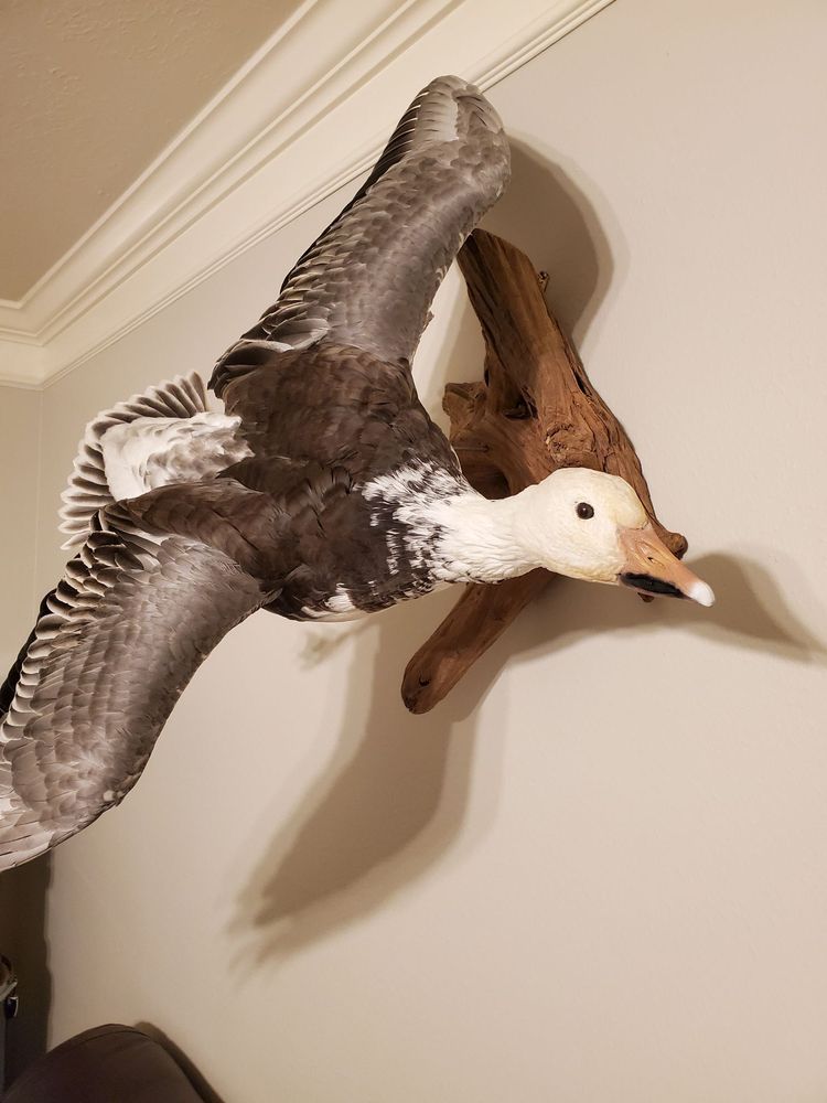 Just Birds - taxidermy in Houston, TX