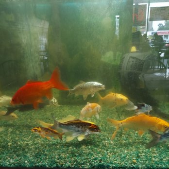 Pho Hiep Hoa - Fish tank - Vietnamese Near Me - Silver Spring, Maryland Pho Hiep Hoa - Fish tank - Vietnamese Near Me - Silver Spring, Maryland