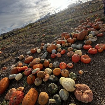 Three Nunns Farm - Pumpkin field - Pumpkin Patches Near Me - Brentwood, California Three Nunns Farm - Pumpkin field - Pumpkin Patches Near Me - Brentwood, California