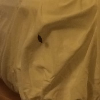 Quality Inn Christiansburg - Blacksburg - A bug in the bed sheets!!! Check your bed. - Hotels Near Me - Christiansburg, Virginia Quality Inn Christiansburg - Blacksburg - A bug in the bed sheets!!! Check your bed. - Hotels Near Me - Christiansburg, Virginia