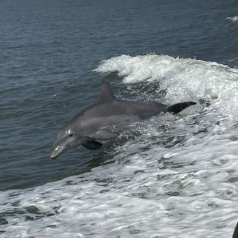 Captain Derek's Dolphin Adventure - Tours Near Me - Tybee Island, Georgia