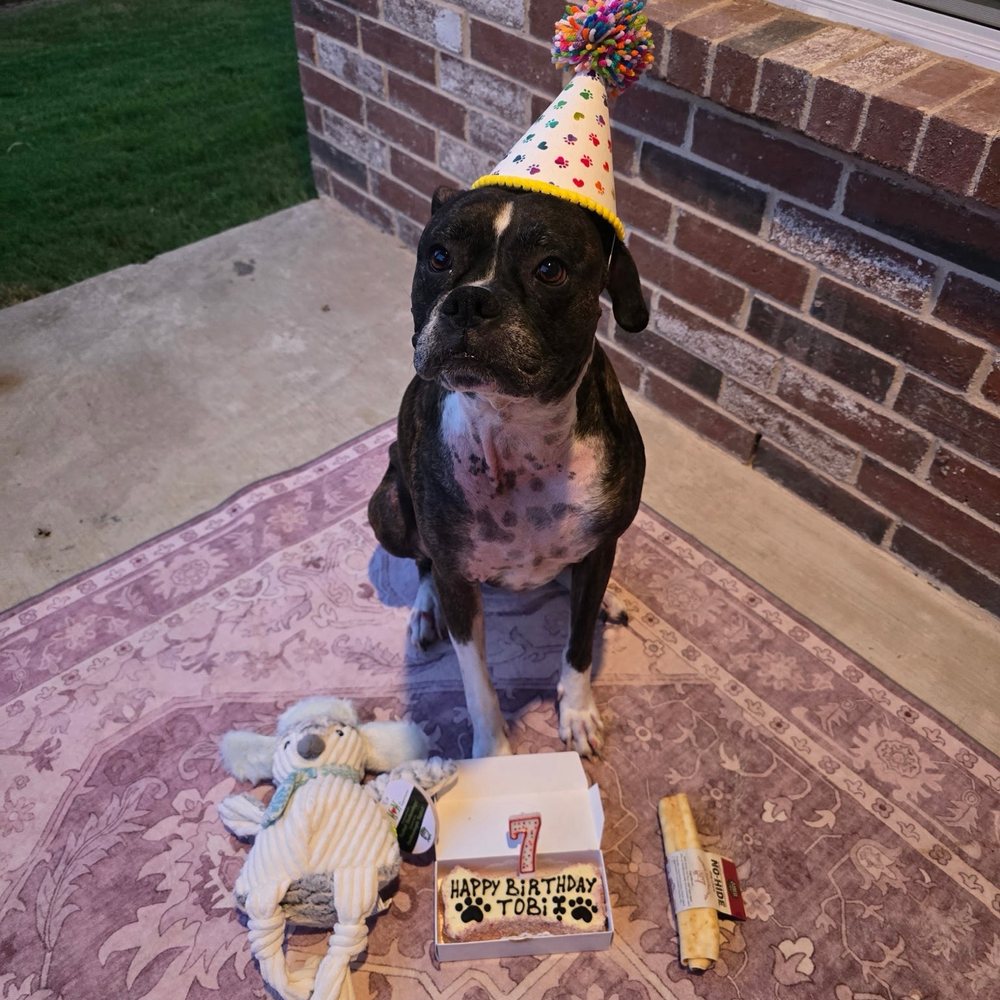 Cake, toy, and bone Cake, toy, and bone