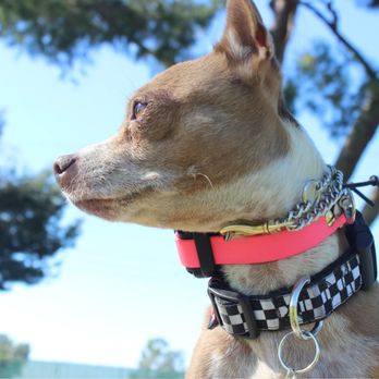 Hollydale Park - dog - Parks Near Me - South Gate, California Hollydale Park - dog - Parks Near Me - South Gate, California