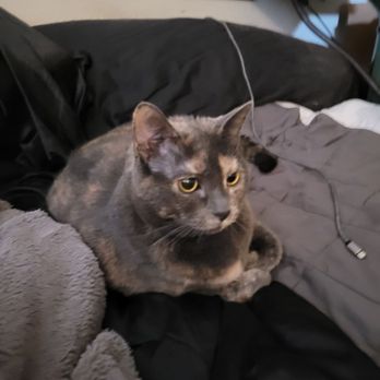 Naturell Carpet Cleaning - Gypsy gives all paws to Naturell Carpet Cleaning.. Thank Meow.. - Carpet Cleaning Near Me - San Carlos, California Naturell Carpet Cleaning - Gypsy gives all paws to Naturell Carpet Cleaning.. Thank Meow.. - Carpet Cleaning Near Me - San Carlos, California