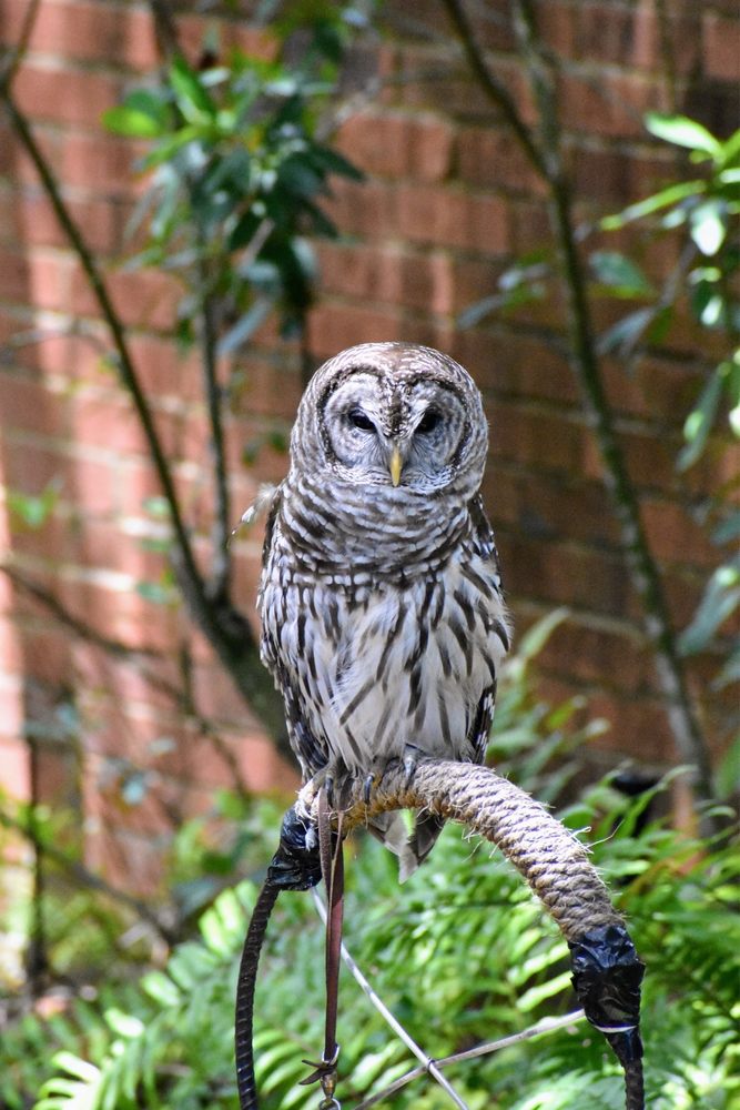Audubon Center For Birds Of Prey 200 Photos 49 Reviews 1101