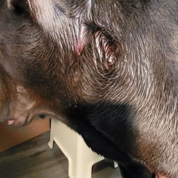 Dawg Tired Play Days - neglected at boarding - Pet Training Near Me - Tacoma, Washington
